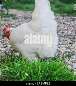 Bresse Gauloise Huhn, Huhn, in Janja Bosnien Stockfoto