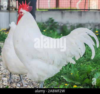 Bresse Gauloise Huhn, Huhn, in Janja Bosnien Stockfoto