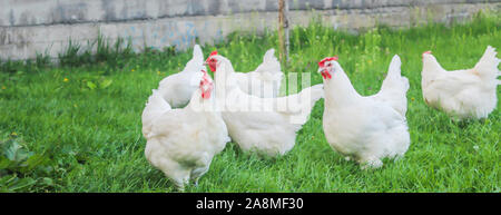 Bresse Gauloise Huhn, Huhn, in Janja Bosnien Stockfoto