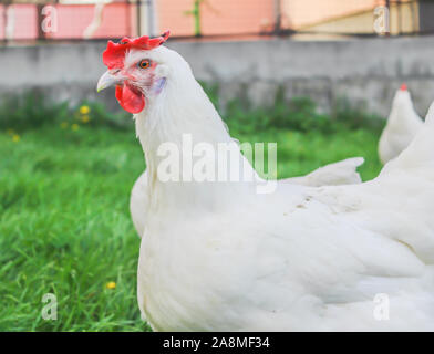 Bresse Gauloise Huhn, Huhn, in Janja Bosnien Stockfoto