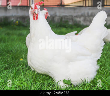 Bresse Gauloise Huhn, Huhn, in Janja Bosnien Stockfoto