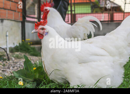 Bresse Gauloise Huhn, Huhn, in Janja Bosnien Stockfoto