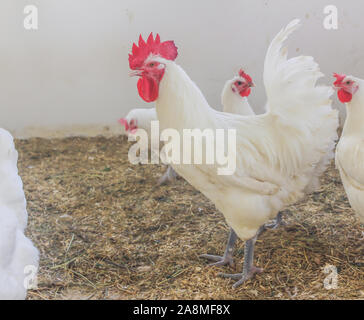 Bresse Gauloise Huhn, Hahn, Huhn, Hahn, 16 Wochen alt, in Janja Bosnien Stockfoto