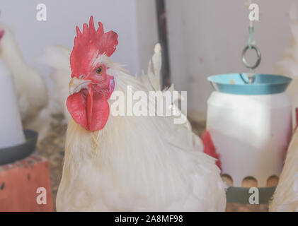 Bresse Gauloise Huhn, Hahn, Huhn, Hahn, 16 Wochen alt, in Janja Bosnien Stockfoto