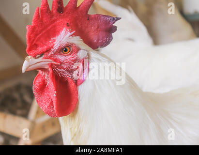 Bresse Gauloise Huhn, Hahn, Huhn, Hahn, 16 Wochen alt, in Janja Bosnien Stockfoto