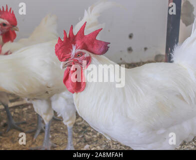 Bresse Gauloise Huhn, Hahn, Huhn, Hahn, 16 Wochen alt, in Janja Bosnien Stockfoto