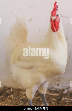 Bresse Gauloise Huhn, Hahn, Huhn, Hahn, 16 Wochen alt, in Janja Bosnien Stockfoto