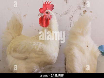 Bresse Gauloise Huhn, Hahn, Huhn, Hahn, 16 Wochen alt, in Janja Bosnien Stockfoto