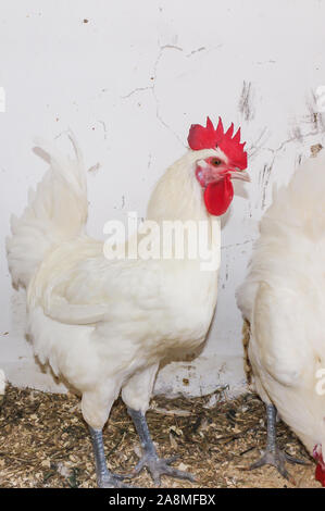 Bresse Gauloise Huhn, Hahn, Huhn, Hahn, 16 Wochen alt, in Janja Bosnien Stockfoto