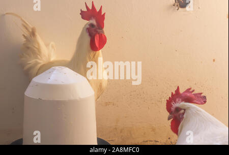 Bresse Gauloise Huhn, Hahn, Huhn, Hahn, 16 Wochen alt, in Janja Bosnien Stockfoto