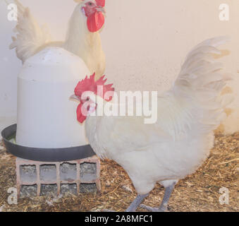 Bresse Gauloise Huhn, Hahn, Huhn, Hahn, 16 Wochen alt, in Janja Bosnien Stockfoto