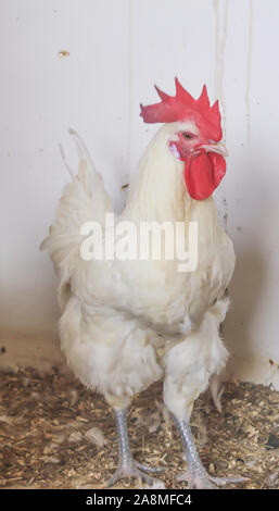 Bresse Gauloise Huhn, Hahn, Huhn, Hahn, 16 Wochen alt, in Janja Bosnien Stockfoto