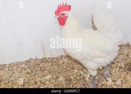 Bresse Gauloise Huhn, Hahn, Huhn, Hahn, 16 Wochen alt, in Janja Bosnien Stockfoto