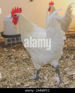 Bresse Gauloise Huhn, Hahn, Huhn, Hahn, 16 Wochen alt, in Janja Bosnien Stockfoto