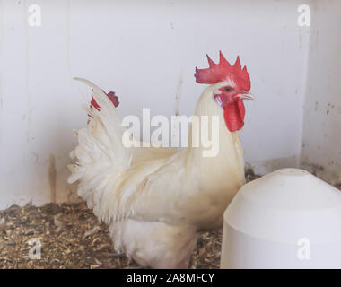 Bresse Gauloise Huhn, Hahn, Huhn, Hahn, 16 Wochen alt, in Janja Bosnien Stockfoto