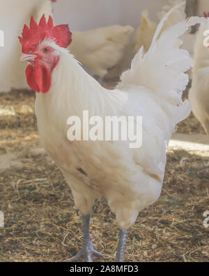 Bresse Gauloise Huhn, Hahn, Huhn, Hahn, 16 Wochen alt, in Janja Bosnien Stockfoto