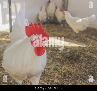 Bresse Gauloise Huhn, Hahn, Huhn, Hahn, 16 Wochen alt, in Janja Bosnien Stockfoto