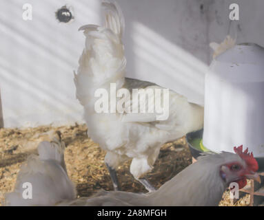 Bresse Gauloise Huhn, Hahn, Huhn, Hahn, 16 Wochen alt, in Janja Bosnien Stockfoto