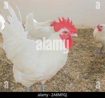 Bresse Gauloise Huhn, Hahn, Huhn, Hahn, 16 Wochen alt, in Janja Bosnien Stockfoto