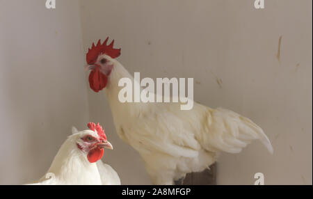 Bresse Gauloise Huhn, Hahn, Huhn, Hahn, 16 Wochen alt, in Janja Bosnien Stockfoto