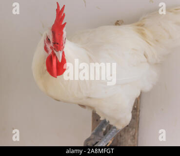 Bresse Gauloise Huhn, Hahn, Huhn, Hahn, 16 Wochen alt, in Janja Bosnien Stockfoto
