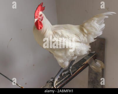 Bresse Gauloise Huhn, Hahn, Huhn, Hahn, 16 Wochen alt, in Janja Bosnien Stockfoto