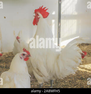 Bresse Gauloise Huhn, Hahn, Huhn, Hahn, 16 Wochen alt, in Janja Bosnien Stockfoto