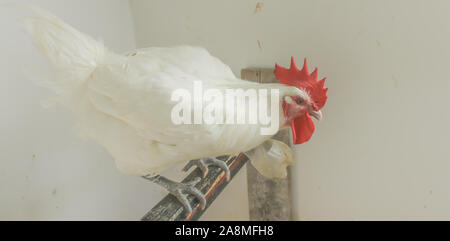 Bresse Gauloise Huhn, Hahn, Huhn, Hahn, 16 Wochen alt, in Janja Bosnien Stockfoto