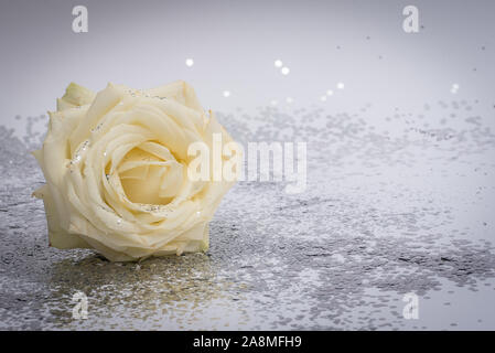 Weiße Rose auf schwarzem Glitzer Hintergrund isoliert Stockfoto