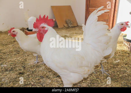 Bresse Gauloise Huhn, Hahn, Huhn, Hahn, 16 Wochen alt, in Janja Bosnien Stockfoto