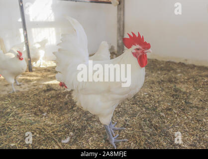 Bresse Gauloise Huhn, Hahn, Huhn, Hahn, 16 Wochen alt, in Janja Bosnien Stockfoto