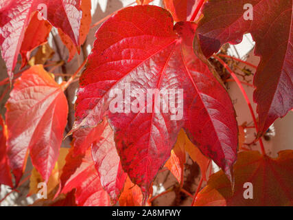 Herbst rote Weinblätter (Vitis vinifera), Bayern, Deutschland, Europa Stockfoto