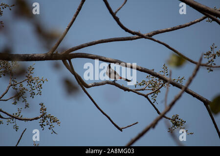 Die rot-whiskered Bulbul im natürlichen Lebensraum Stockfoto