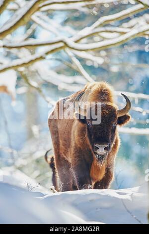 Wisent (Bison bonasus) oder Wisent im Winter, Captive, Nationalpark Bayerischer Wald, Bayern, Deutschland, Europa Stockfoto