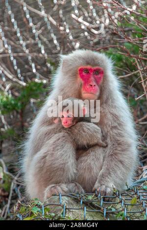 Japanischen Makaken (Macaca fuscata), Dam mit Junge sitzt auf Felsen durch Maschendraht, Yamanouchi, Präfektur Nagano, Insel Honshu, Japan Stockfoto