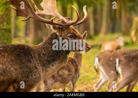 Ein Hirsch steht im Wald von seiner Herde umgeben. Stockfoto