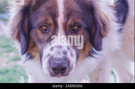 Vieh Guardian Hund, Tornjak aus Vlasic Berg, Herde Guard Dog von Vlasic Berg, Tornjak aus Bosnien, LGD in Bosnien Stockfoto