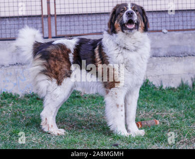 Vieh Guardian Hund, Tornjak aus Vlasic Berg, Herde Guard Dog von Vlasic Berg, Tornjak aus Bosnien, LGD in Bosnien Stockfoto