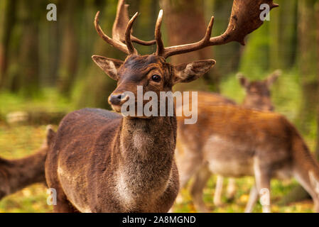 Ein Hirsch steht im Wald von seiner Herde umgeben. Stockfoto