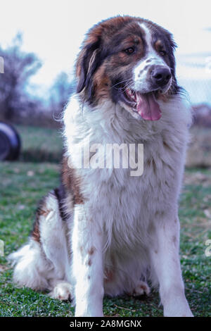 Vieh Guardian Hund, Tornjak aus Vlasic Berg, Herde Guard Dog von Vlasic Berg, Tornjak aus Bosnien, LGD in Bosnien Stockfoto