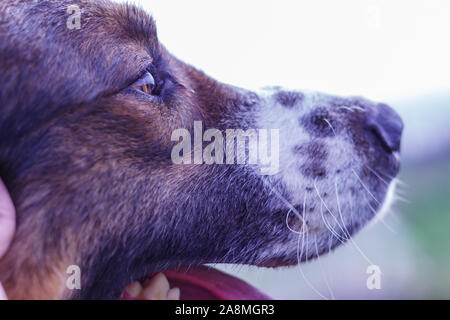 Vieh Guardian Hund, Tornjak aus Vlasic Berg, Herde Guard Dog von Vlasic Berg, Tornjak aus Bosnien, LGD in Bosnien Stockfoto