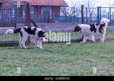 Vieh Guardian Hund, Tornjak aus Vlasic Berg und Ciobanesc Romanesc de Bucovina, Hütehund, Schäferhund, LGD im Spiel in Janja Bosnien Stockfoto