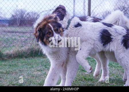 Vieh Guardian Hund, Tornjak aus Vlasic Berg und Ciobanesc Romanesc de Bucovina, Hütehund, Schäferhund, LGD im Spiel in Janja Bosnien Stockfoto