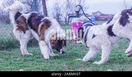 Vieh Guardian Hund, Tornjak aus Vlasic Berg und Ciobanesc Romanesc de Bucovina, Hütehund, Schäferhund, LGD im Spiel in Janja Bosnien Stockfoto