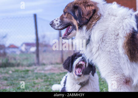 Vieh Guardian Hund, Tornjak aus Vlasic Berg und Ciobanesc Romanesc de Bucovina, Hütehund, Schäferhund, LGD im Spiel in Janja Bosnien Stockfoto