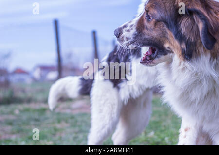 Vieh Guardian Hund, Tornjak aus Vlasic Berg und Ciobanesc Romanesc de Bucovina, Hütehund, Schäferhund, LGD im Spiel in Janja Bosnien Stockfoto