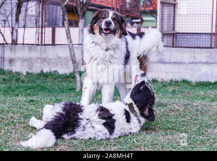 Vieh Guardian Hund, Tornjak aus Vlasic Berg und Ciobanesc Romanesc de Bucovina, Hütehund, Schäferhund, LGD im Spiel in Janja Bosnien Stockfoto