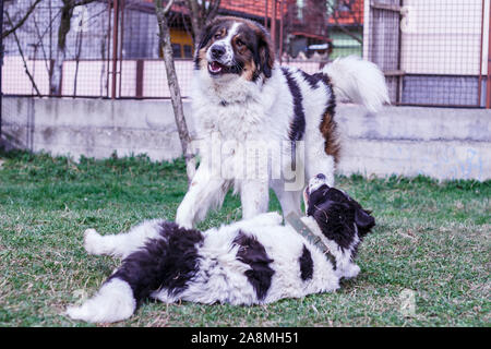 Vieh Guardian Hund, Tornjak aus Vlasic Berg und Ciobanesc Romanesc de Bucovina, Hütehund, Schäferhund, LGD im Spiel in Janja Bosnien Stockfoto