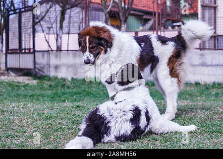 Vieh Guardian Hund, Tornjak aus Vlasic Berg und Ciobanesc Romanesc de Bucovina, Hütehund, Schäferhund, LGD im Spiel in Janja Bosnien Stockfoto