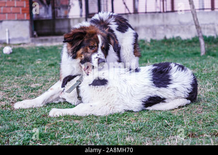 Vieh Guardian Hund, Tornjak aus Vlasic Berg und Ciobanesc Romanesc de Bucovina, Hütehund, Schäferhund, LGD im Spiel in Janja Bosnien Stockfoto